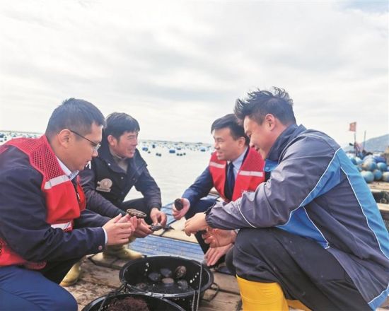 霞浦农信联社工作人员查看鲍鱼生长情况 霞浦农信联社工作人员查看鲍鱼生长情况