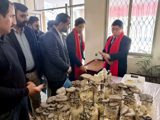 2ÔÂ12ÈÕ£¬ÖйúÔ®Öú°Í»ù˹̹¾ú²Ý¼¼ÊõÏîÄ¿×é×鳤³Â¿Ë»ª£¨ÓÒ£©Ïò°Í·½ÅàѵÈËÔ±½éÉܾú²ÝÖÖÖ²¼¼Êõ¡£ 2ÔÂ12ÈÕ£¬ÖйúÔ®Öú°Í»ù˹̹¾ú²Ý¼¼ÊõÏîÄ¿×é×鳤³Â¿Ë»ª£¨ÓÒ£©Ïò°Í·½ÅàѵÈËÔ±½éÉܾú²ÝÖÖÖ²¼¼Êõ¡£