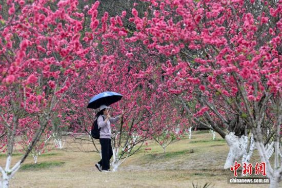 2月26日,福建福州,游客在桃花园里拍摄桃花。中新社记者 王东明 摄 2月26日,福建福州,游客在桃花园里拍摄桃花。中新社记者 王东明 摄