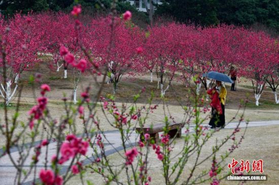 2月26日,福建福州,游客在桃花园里游玩赏花。中新社记者 王东明 摄 2月26日,福建福州,游客在桃花园里游玩赏花。中新社记者 王东明 摄