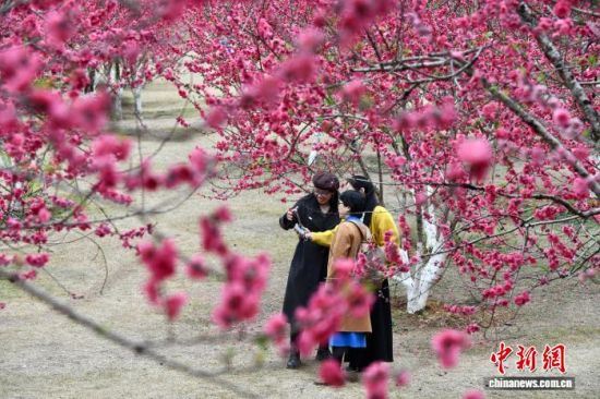 2月26日,福建福州,游客在桃花园里游玩赏花。中新社记者 王东明 摄 2月26日,福建福州,游客在桃花园里游玩赏花。中新社记者 王东明 摄