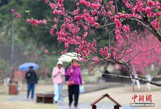 2月26日,福建福州,游客在桃花园里游玩赏花。中新社记者 王东明 摄 2月26日,福建福州,游客在桃花园里游玩赏花。中新社记者 王东明 摄