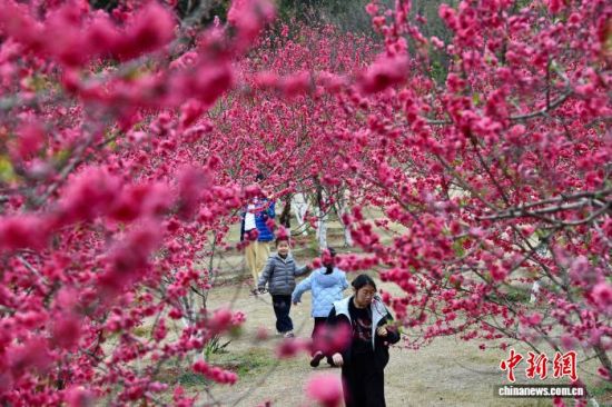 2月26日,福建福州,游客在桃花园里游玩赏花。中新社记者 王东明 摄 2月26日,福建福州,游客在桃花园里游玩赏花。中新社记者 王东明 摄