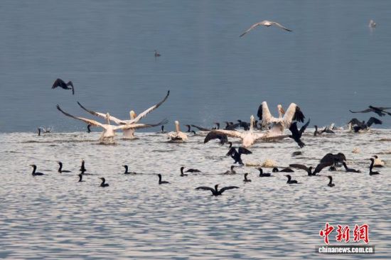 图为珍稀鸟类卷羽鹈鹕在福建罗源湾嬉戏。倪炎通 摄 图为珍稀鸟类卷羽鹈鹕在福建罗源湾嬉戏。倪炎通 摄