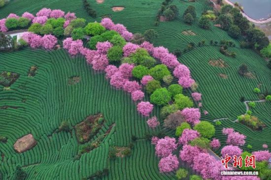 2月28日,空中航拍福建省漳平市永福镇台品樱花茶园。(无人机照片)中新社记者 王东明 摄 2月28日,空中航拍福建省漳平市永福镇台品樱花茶园。(无人机照片)中新社记者 王东明 摄