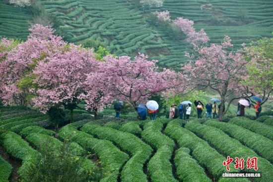 2月28日,游客在福建省漳平市永福镇台品樱花茶园游览赏花。中新社记者 王东明 摄 2月28日,游客在福建省漳平市永福镇台品樱花茶园游览赏花。中新社记者 王东明 摄