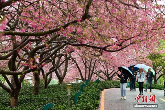 2月28日,游客在福建省漳平市永福镇台品樱花茶园游览赏花。中新社记者 王东明 摄 2月28日,游客在福建省漳平市永福镇台品樱花茶园游览赏花。中新社记者 王东明 摄