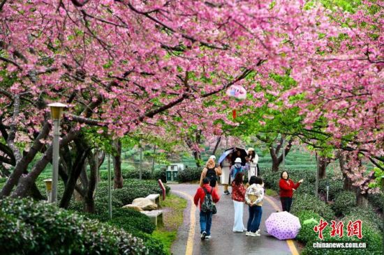 2月28日,游客在福建省漳平市永福镇台品樱花茶园游览赏花。中新社记者 王东明 摄 2月28日,游客在福建省漳平市永福镇台品樱花茶园游览赏花。中新社记者 王东明 摄