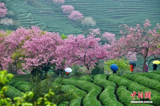 2月28日,游客在福建省漳平市永福镇台品樱花茶园游览赏花。中新社记者 王东明 摄 2月28日,游客在福建省漳平市永福镇台品樱花茶园游览赏花。中新社记者 王东明 摄