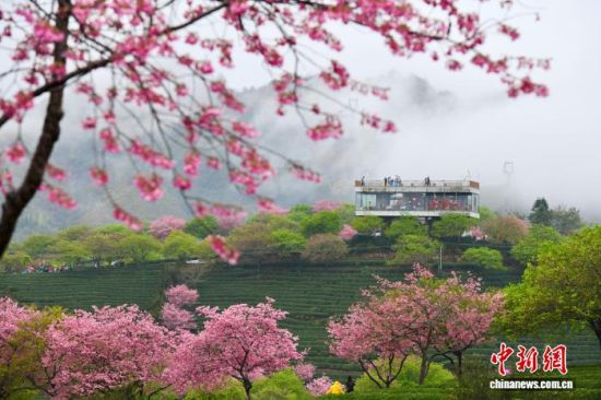 2月28日,游客在福建省漳平市永福镇台品樱花茶园游览赏花。中新社记者 王东明 摄 2月28日,游客在福建省漳平市永福镇台品樱花茶园游览赏花。中新社记者 王东明 摄