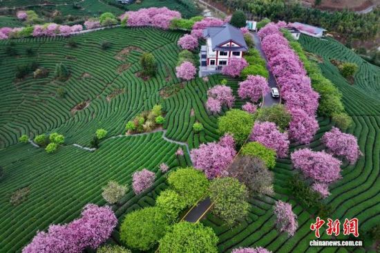 2月28日,空中航拍福建省漳平市永福镇台品樱花茶园。(无人机照片)中新社记者 王东明 摄 2月28日,空中航拍福建省漳平市永福镇台品樱花茶园。(无人机照片)中新社记者 王东明 摄