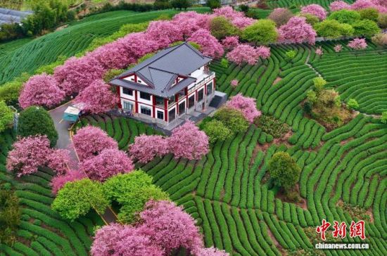 2月28日,空中航拍福建省漳平市永福镇台品樱花茶园。(无人机照片)中新社记者 王东明 摄 2月28日,空中航拍福建省漳平市永福镇台品樱花茶园。(无人机照片)中新社记者 王东明 摄