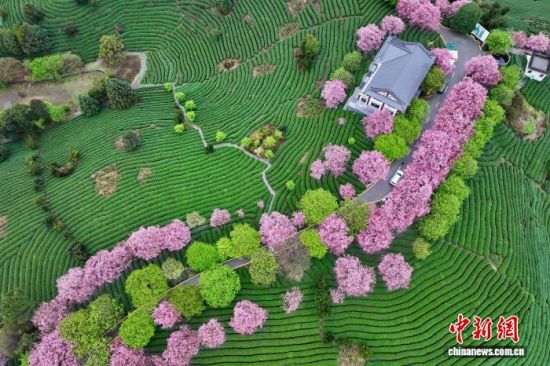 2月28日,空中航拍福建省漳平市永福镇台品樱花茶园。(无人机照片)中新社记者 王东明 摄 2月28日,空中航拍福建省漳平市永福镇台品樱花茶园。(无人机照片)中新社记者 王东明 摄