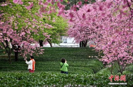 2月28日,游客在福建省漳平市永福镇台品樱花茶园游览赏花。中新社记者 王东明 摄 2月28日,游客在福建省漳平市永福镇台品樱花茶园游览赏花。中新社记者 王东明 摄