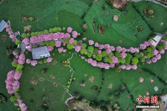 2月28日,空中航拍福建省漳平市永福镇台品樱花茶园。(无人机照片)中新社记者 王东明 摄 2月28日,空中航拍福建省漳平市永福镇台品樱花茶园。(无人机照片)中新社记者 王东明 摄