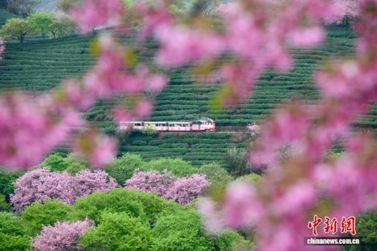 2月28日,小火车穿梭在福建省漳平市永福镇台品樱花茶园。中新社记者 王东明 摄 2月28日,小火车穿梭在福建省漳平市永福镇台品樱花茶园。中新社记者 王东明 摄