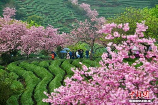 2月28日,游客在福建省漳平市永福镇台品樱花茶园游览赏花。中新社记者 王东明 摄 2月28日,游客在福建省漳平市永福镇台品樱花茶园游览赏花。中新社记者 王东明 摄