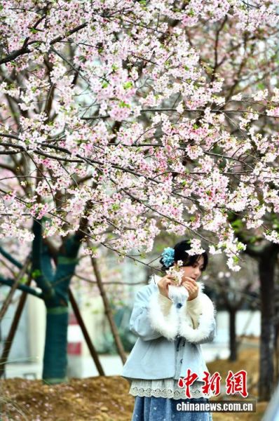 2月26日,福建省福州市金岩路上一排樱花树正绚烂绽放,成为市区一道亮丽的春日风景线,吸引民众前来观赏打卡。中新社记者 张斌 摄 2月26日,福建省福州市金岩路上一排樱花树正绚烂绽放,成为市区一道亮丽的春日风景线,吸引民众前来观赏打卡。中新社记者 张斌 摄