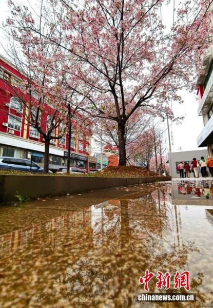 2月26日,福建省福州市金岩路上一排樱花树正绚烂绽放,成为市区一道亮丽的春日风景线,吸引民众前来观赏打卡。中新社记者 张斌 摄 2月26日,福建省福州市金岩路上一排樱花树正绚烂绽放,成为市区一道亮丽的春日风景线,吸引民众前来观赏打卡。中新社记者 张斌 摄