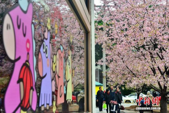2月26日,福建省福州市金岩路上一排樱花树正绚烂绽放,成为市区一道亮丽的春日风景线,吸引民众前来观赏打卡。中新社记者 张斌 摄 2月26日,福建省福州市金岩路上一排樱花树正绚烂绽放,成为市区一道亮丽的春日风景线,吸引民众前来观赏打卡。中新社记者 张斌 摄