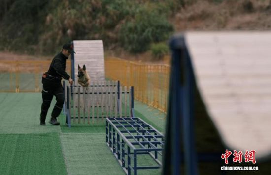 图为搜救犬训练。三明市消防救援支队供图 图为搜救犬训练。三明市消防救援支队供图