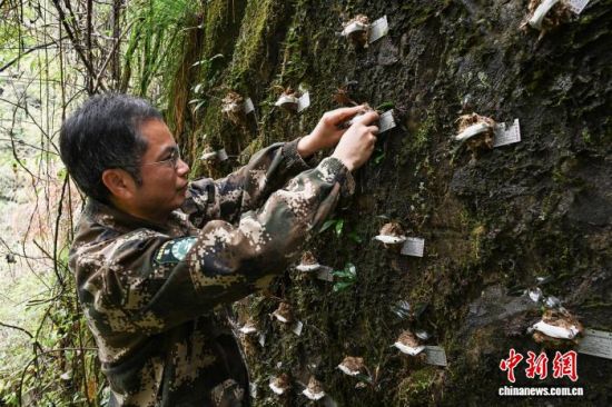 3月2日,林业科研专家将血叶兰回归野外。 福建省林业局 供图 3月2日,林业科研专家将血叶兰回归野外。 福建省林业局 供图