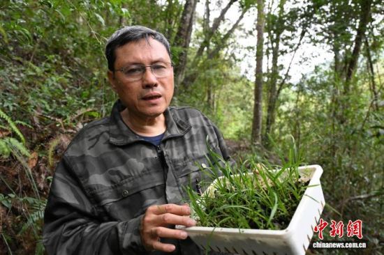 3月2日,林业科研专家展示准备回归野外的多花兰。 福建省林业局 供图 3月2日,林业科研专家展示准备回归野外的多花兰。 福建省林业局 供图