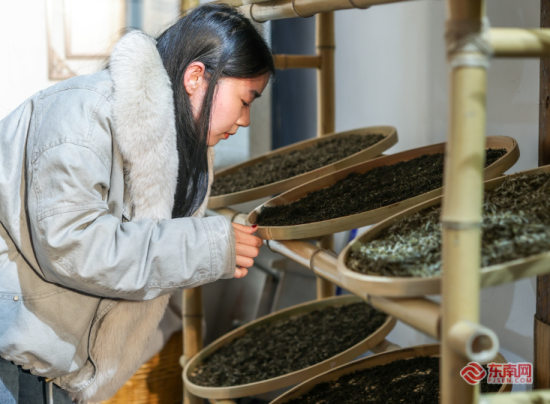 游客上手制作茉莉花茶 游客上手制作茉莉花茶