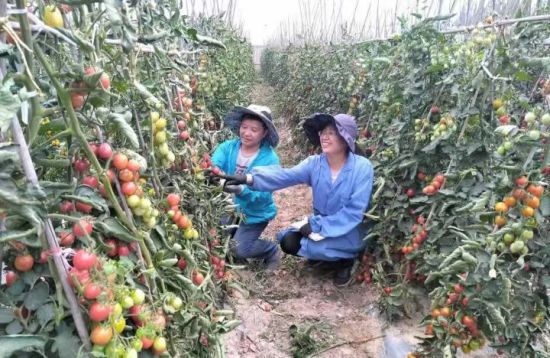 ����ʡԮ���Ƽ�����Ա��ǰ��������ũ�ֿ�ѧԺ԰���о������о�Ա����ϼ�۲췬��ֲ�곤�ƺ����ԡ�ͼԴ������ʡũҵ��ѧԺ