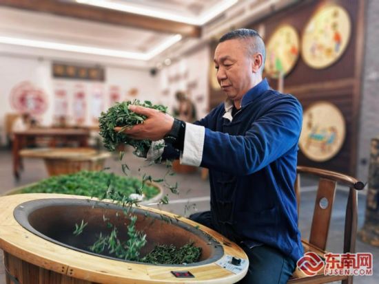 师傅现场展示制茶手艺。东南网记者 叶伏国 摄 师傅现场展示制茶手艺。东南网记者 叶伏国 摄