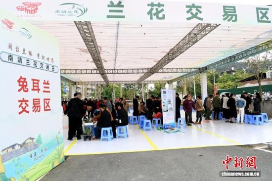 3月18日,南靖兰花首次交易日在福建省漳州市南靖兰花产业示范园举行。图为兔耳兰交易区。中新网记者 张金川 摄 3月18日,南靖兰花首次交易日在福建省漳州市南靖兰花产业示范园举行。图为兔耳兰交易区。中新网记者 张金川 摄