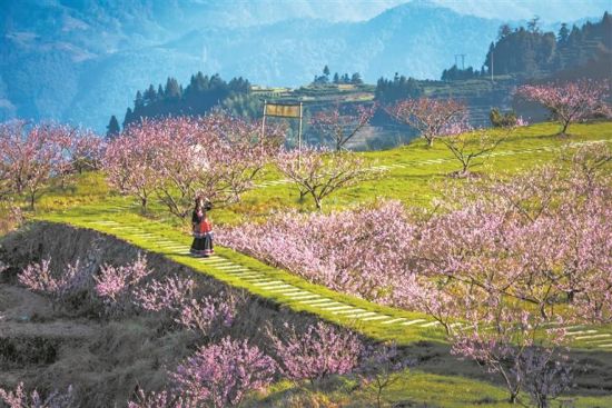 玛坑乡宝岭村东家山桃花盛开。 李洪元 摄 玛坑乡宝岭村东家山桃花盛开。 李洪元 摄