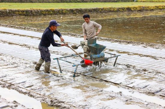 Å©»§½èÖú´ò½¬»ú°ÑÄàÍÁ´¦ÀíµÃϸÄåËÉÈí£¬ÔÙ½«Æä¾ùÔÈÆÌÔÚÓýÑíÅÌÉÏ£¬Îª²¥ÖÖÓýÃçÖþÀλù´¡¡£ Å©»§½èÖú´ò½¬»ú°ÑÄàÍÁ´¦ÀíµÃϸÄåËÉÈí£¬ÔÙ½«Æä¾ùÔÈÆÌÔÚÓýÑíÅÌÉÏ£¬Îª²¥ÖÖÓýÃçÖþÀλù´¡¡£