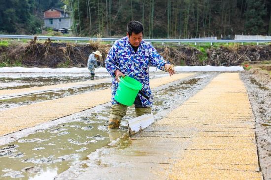 Ìï¼äµØÍ·Àũ»§Õýæ×ŽøÐÐÔçÖÆÔÓ½»Ë®µ¾Ä¸±¾ÓýÑí²¥ÖÖ×÷Òµ£¬ÇÀץũʱ¿ªÕ¹´º¸ûÉú²ú¡£ Ìï¼äµØÍ·Àũ»§Õýæ×ŽøÐÐÔçÖÆÔÓ½»Ë®µ¾Ä¸±¾ÓýÑí²¥ÖÖ×÷Òµ£¬ÇÀץũʱ¿ªÕ¹´º¸ûÉú²ú¡£