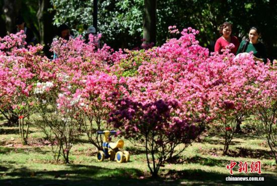 4月1日,福建福州金山公园内,不同颜色的杜鹃花陆续盛开,将公园装扮一新,吸引民众前往踏青赏花。中新社记者 张斌 摄 4月1日,福建福州金山公园内,不同颜色的杜鹃花陆续盛开,将公园装扮一新,吸引民众前往踏青赏花。中新社记者 张斌 摄