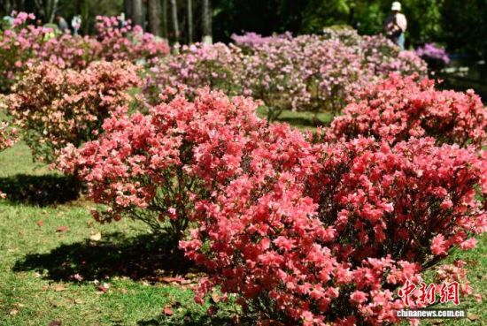 4月1日,福建福州金山公园内,不同颜色的杜鹃花陆续盛开,将公园装扮一新,吸引民众前往踏青赏花。中新社记者 张斌 摄 4月1日,福建福州金山公园内,不同颜色的杜鹃花陆续盛开,将公园装扮一新,吸引民众前往踏青赏花。中新社记者 张斌 摄