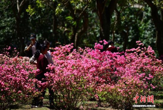4月1日,福建福州金山公园内,不同颜色的杜鹃花陆续盛开,将公园装扮一新,吸引民众前往踏青赏花。中新社记者 张斌 摄 4月1日,福建福州金山公园内,不同颜色的杜鹃花陆续盛开,将公园装扮一新,吸引民众前往踏青赏花。中新社记者 张斌 摄