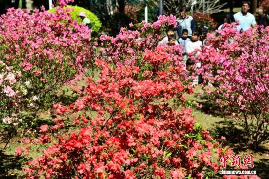 4月1日,福建福州金山公园内,不同颜色的杜鹃花陆续盛开,将公园装扮一新,吸引民众前往踏青赏花。中新社记者 张斌 摄 4月1日,福建福州金山公园内,不同颜色的杜鹃花陆续盛开,将公园装扮一新,吸引民众前往踏青赏花。中新社记者 张斌 摄