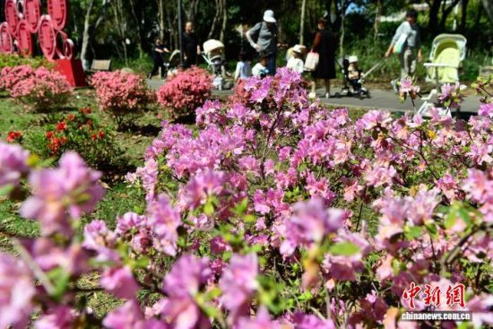 4月1日,福建福州金山公园内,不同颜色的杜鹃花陆续盛开,将公园装扮一新,吸引民众前往踏青赏花。中新社记者 张斌 摄 4月1日,福建福州金山公园内,不同颜色的杜鹃花陆续盛开,将公园装扮一新,吸引民众前往踏青赏花。中新社记者 张斌 摄