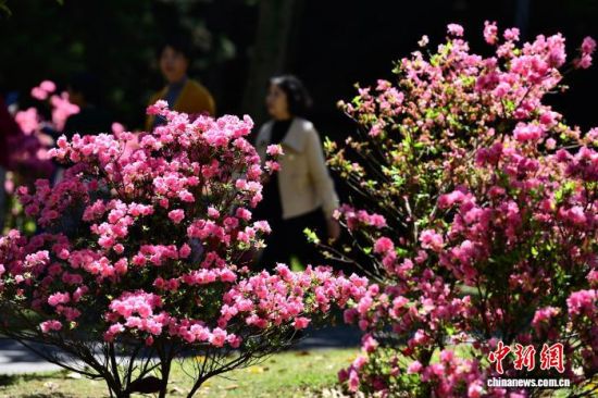 4月1日,福建福州金山公园内,不同颜色的杜鹃花陆续盛开,将公园装扮一新,吸引民众前往踏青赏花。中新社记者 张斌 摄 4月1日,福建福州金山公园内,不同颜色的杜鹃花陆续盛开,将公园装扮一新,吸引民众前往踏青赏花。中新社记者 张斌 摄