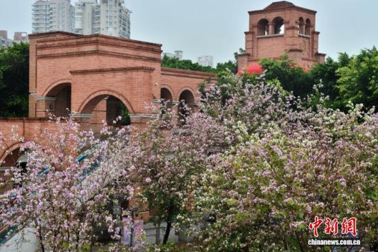 4月3日,福州闽江畔青年广场内种植的羊蹄甲进入花期,竞相开放,成为街头一景。中新社记者 张斌 摄 4月3日,福州闽江畔青年广场内种植的羊蹄甲进入花期,竞相开放,成为街头一景。中新社记者 张斌 摄