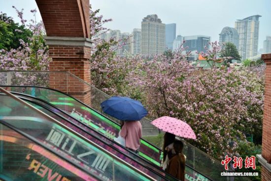 4月3日,福州闽江畔青年广场内种植的羊蹄甲进入花期,竞相开放,成为街头一景。中新社记者 张斌 摄 4月3日,福州闽江畔青年广场内种植的羊蹄甲进入花期,竞相开放,成为街头一景。中新社记者 张斌 摄