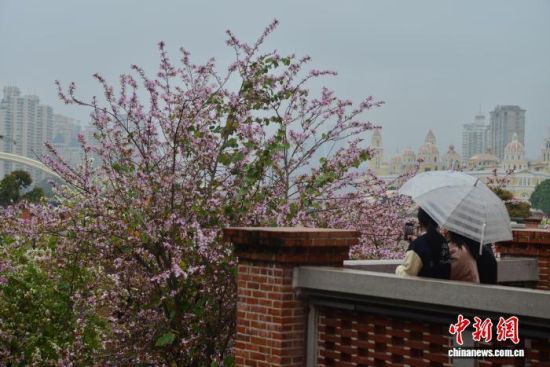 4月3日,福州闽江畔青年广场内种植的羊蹄甲进入花期,竞相开放,成为街头一景。中新社记者 张斌 摄 4月3日,福州闽江畔青年广场内种植的羊蹄甲进入花期,竞相开放,成为街头一景。中新社记者 张斌 摄