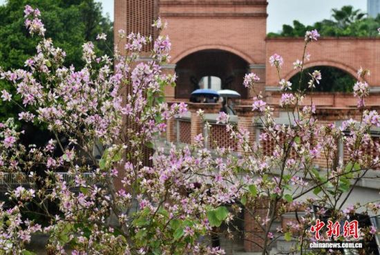 4月3日,福州闽江畔青年广场内种植的羊蹄甲进入花期,竞相开放,成为街头一景。中新社记者 张斌 摄 4月3日,福州闽江畔青年广场内种植的羊蹄甲进入花期,竞相开放,成为街头一景。中新社记者 张斌 摄