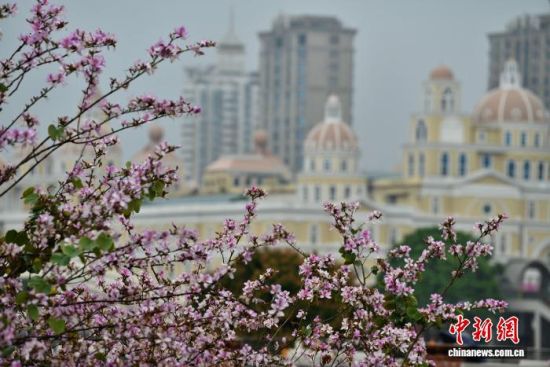4月3日,福州闽江畔青年广场内种植的羊蹄甲进入花期,竞相开放,成为街头一景。中新社记者 张斌 摄 4月3日,福州闽江畔青年广场内种植的羊蹄甲进入花期,竞相开放,成为街头一景。中新社记者 张斌 摄