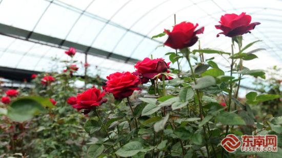 һ�ش��ʺ�õ�徺�����š�֣�к� ��