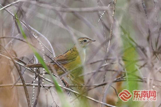 �߱���βݺ������ɭ����