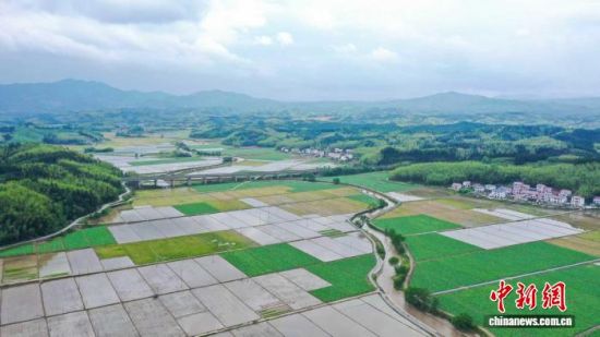 图为建宁县溪口镇枫元村早制插秧。(无人机照片) 陈震 摄 图为建宁县溪口镇枫元村早制插秧。(无人机照片) 陈震 摄