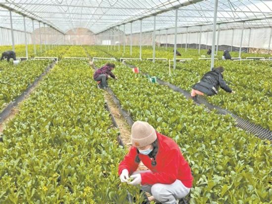 农户采摘高山菜心。章剑鸿 摄 农户采摘高山菜心。章剑鸿 摄