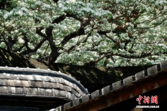 4月9日,福州三坊七巷盛开的流苏花。中新社记者 王东明 摄 4月9日,福州三坊七巷盛开的流苏花。中新社记者 王东明 摄
